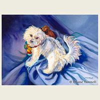 Moksha  17 x 24 <br>My dog and best friend, part Havanese and part Maltese, in a playful mood with his toys looking at the viewer. Framed