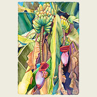 Shower of Grace<br>This tropical banana painting depicts apple bananas in my backyard. 19 x 13 painting size, framed HWS Juried Show