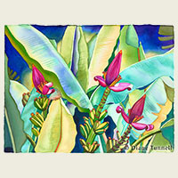 Banana Bliss<br>Orinoco Pink ornamental banana, found in Hawaii and South America. 22 x 30 painting size, framed
