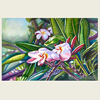 Awakening of the Heart  14 x 22 <br>Light imbued plumeria, so common and lovely on the Hawaiian Islands.  Framed in Koa wood 